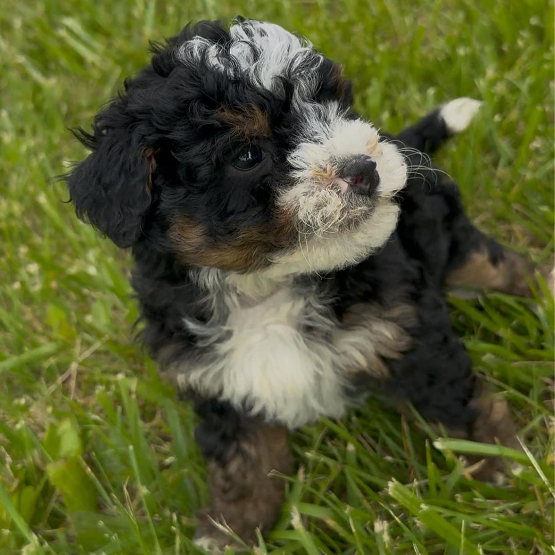 Mini-Bernedoodle-Puppy