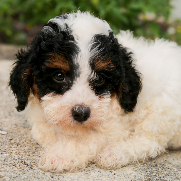 Best-Bernedoodle-Breeder