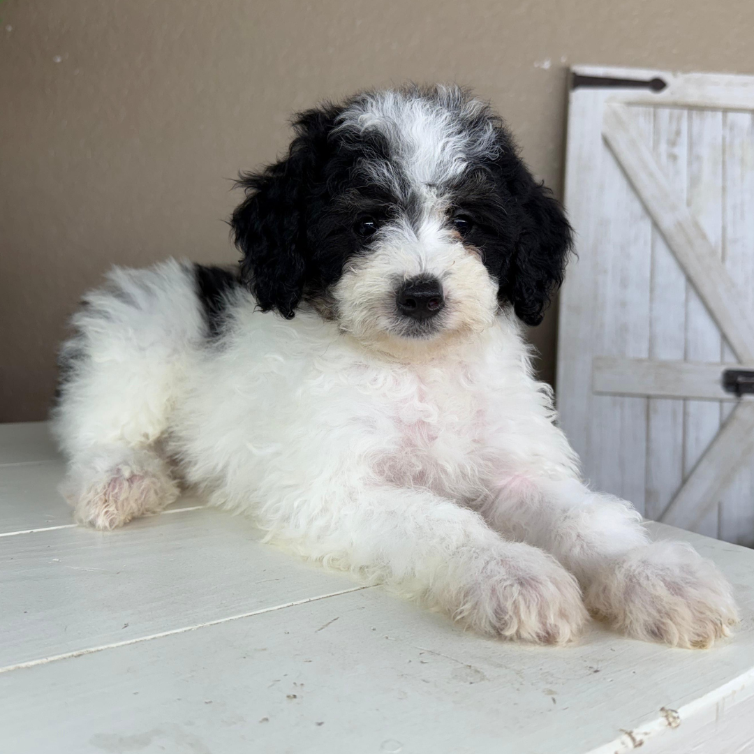 Micro-Bernedoodle