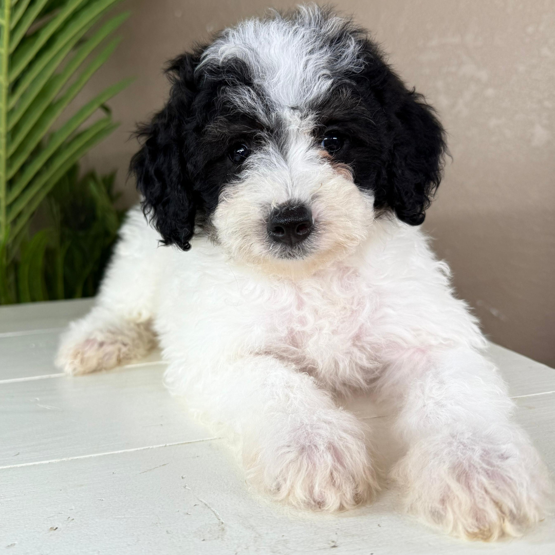 Micro-Bernedoodle