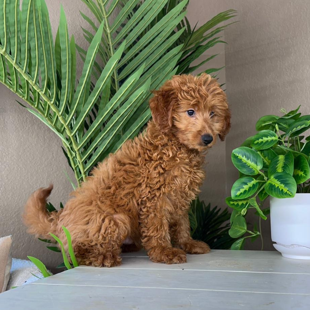 Best-Goldendoodle-Breeder