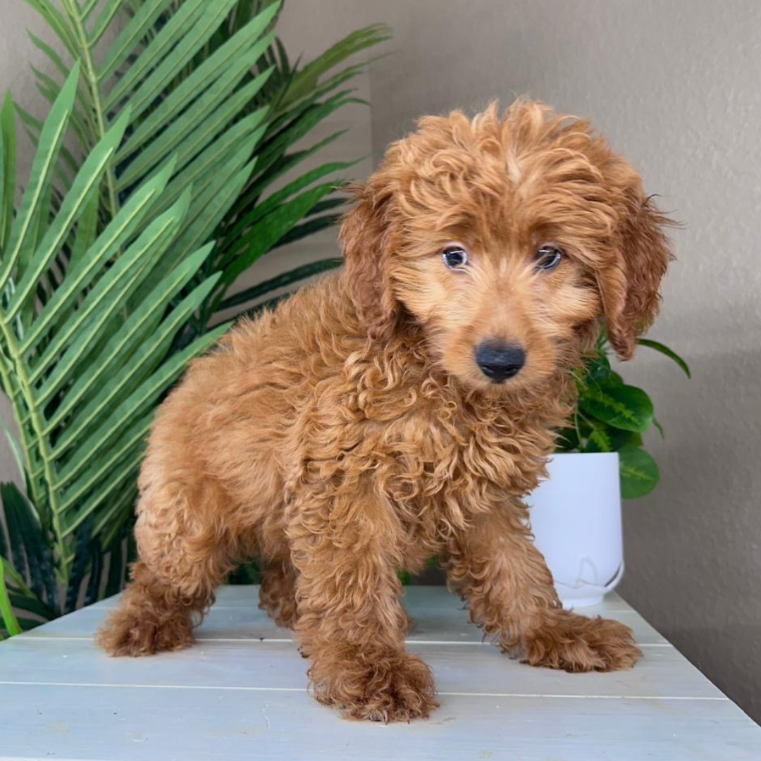 Best-Goldendoodle-Breeder