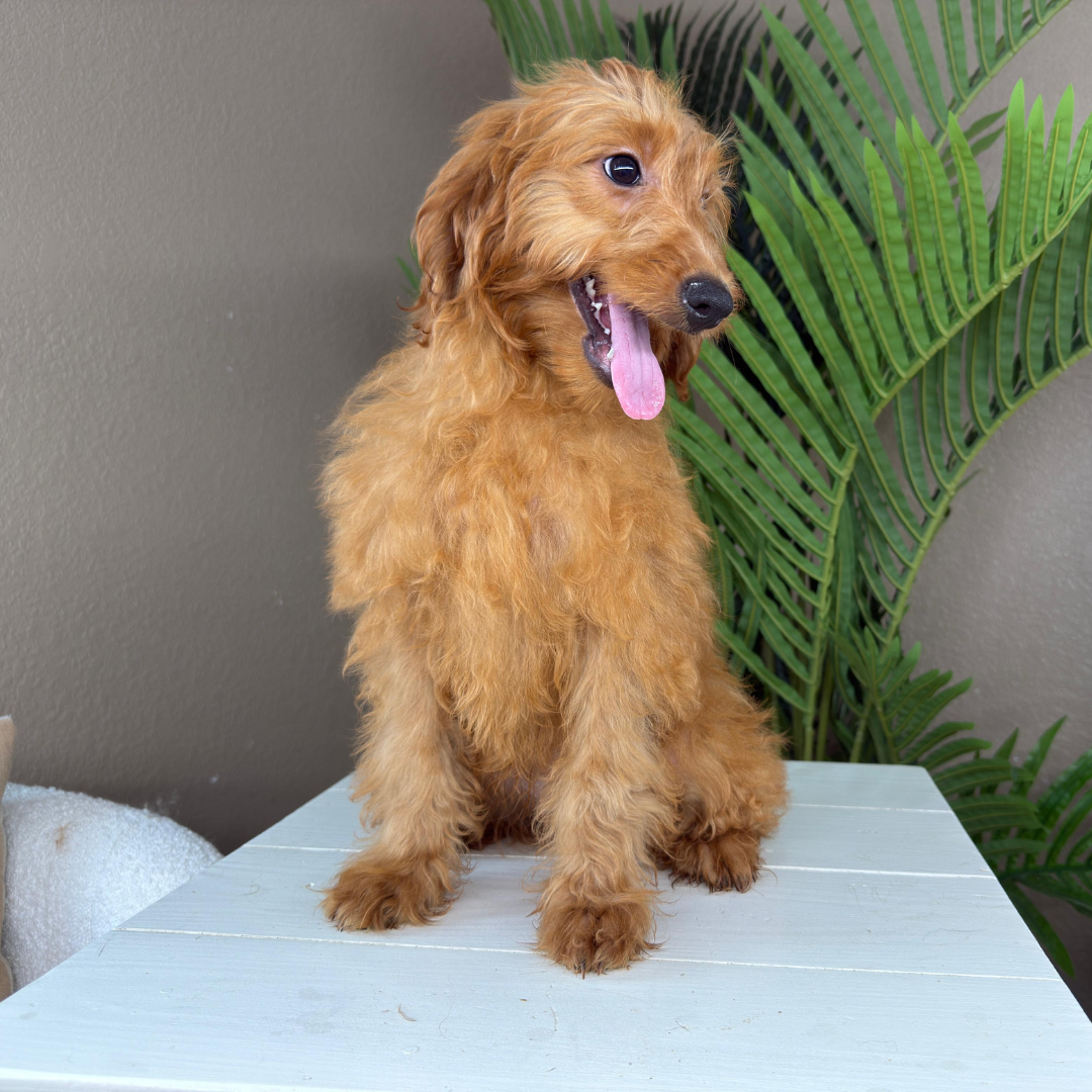 Best-Goldendoodle-Breeder