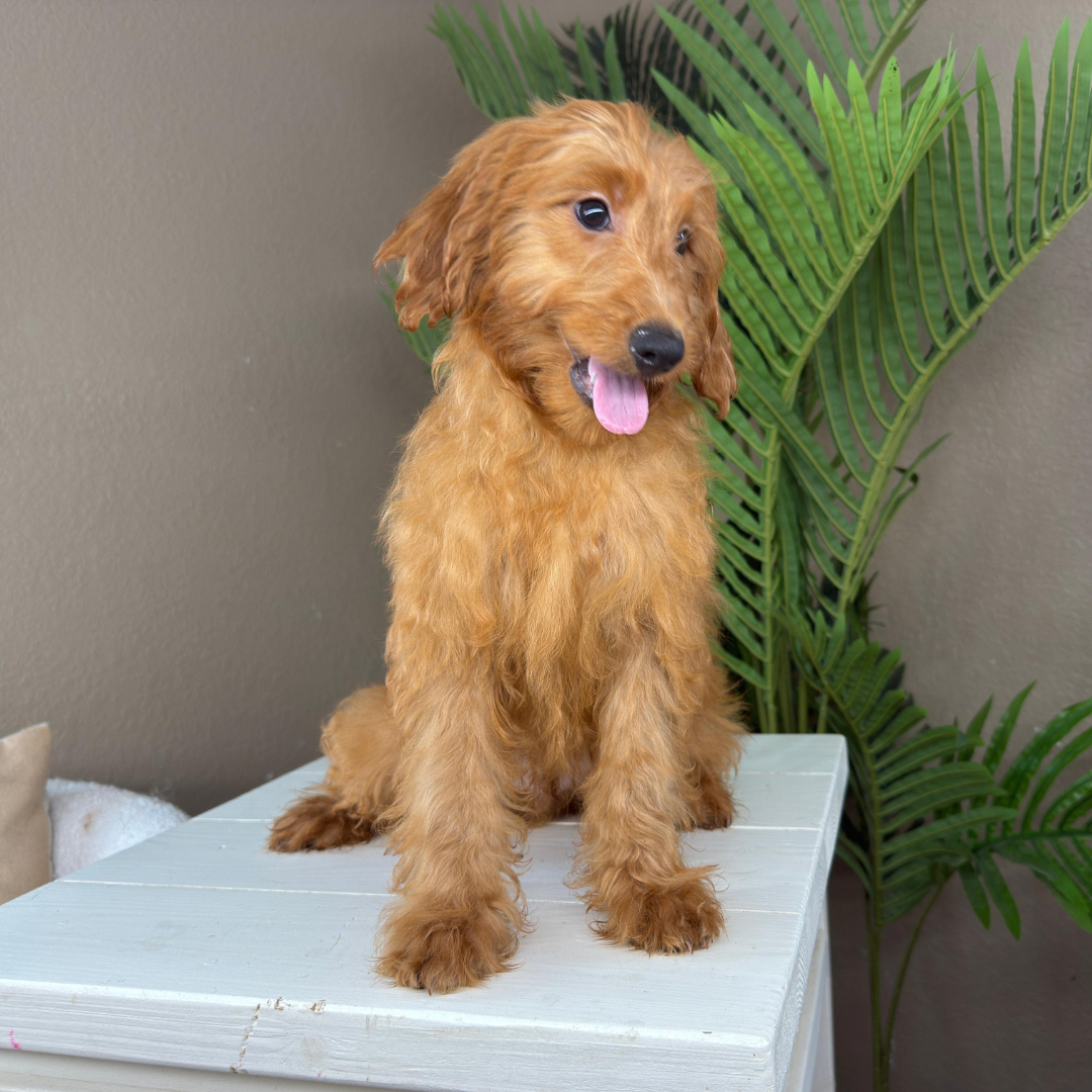 Best-Goldendoodle-Breeder