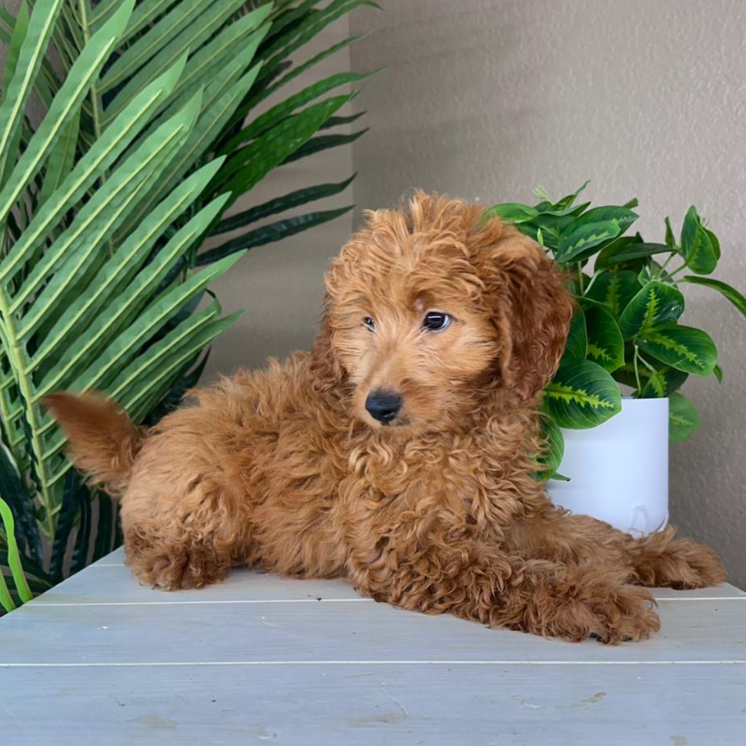 Best-Goldendoodle-Breeder