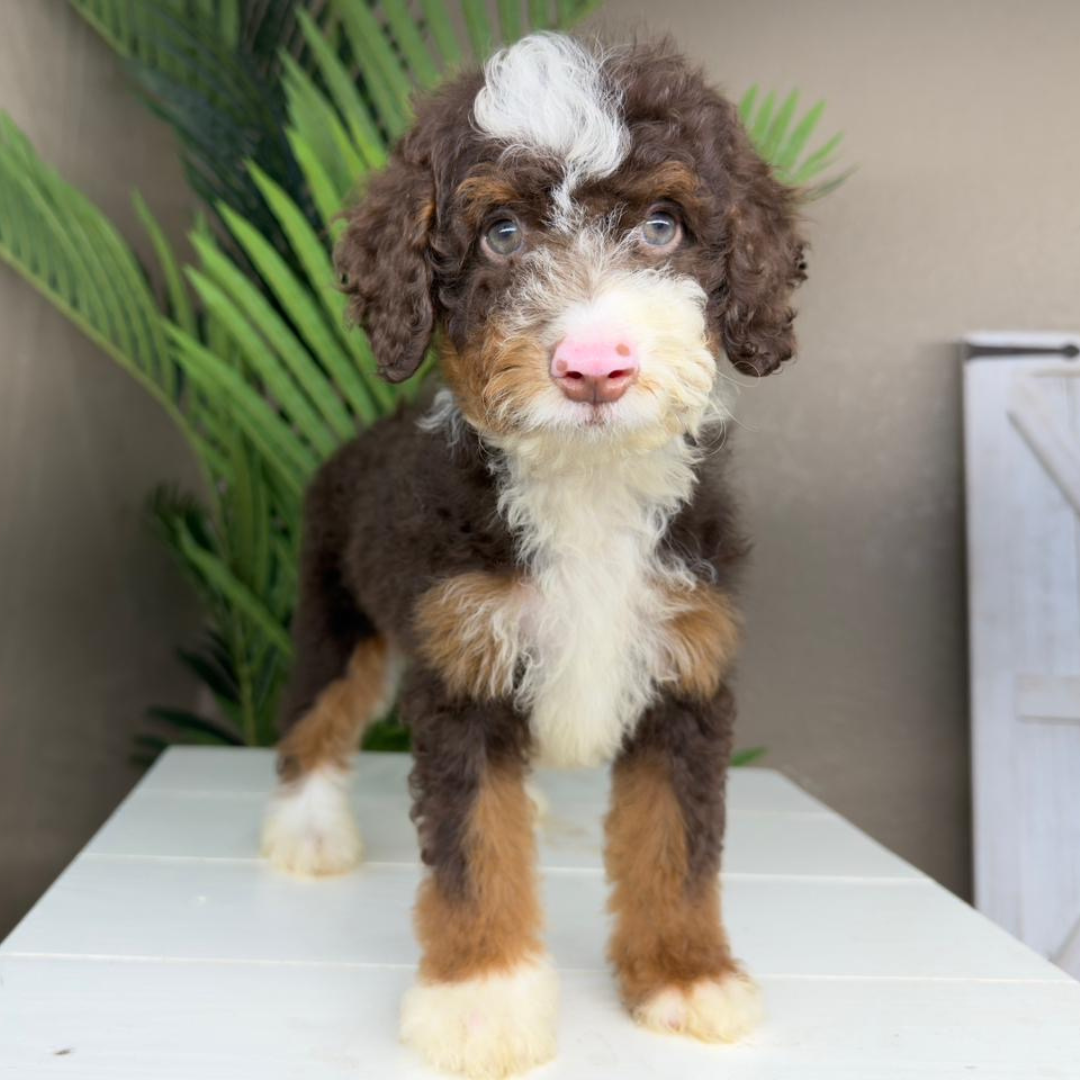 Chocolate-Tricolor-Bernedoodle