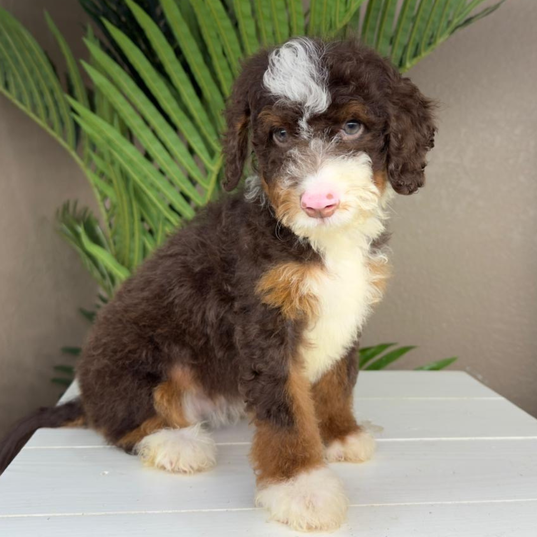 Chocolate-Tricolor-Bernedoodle