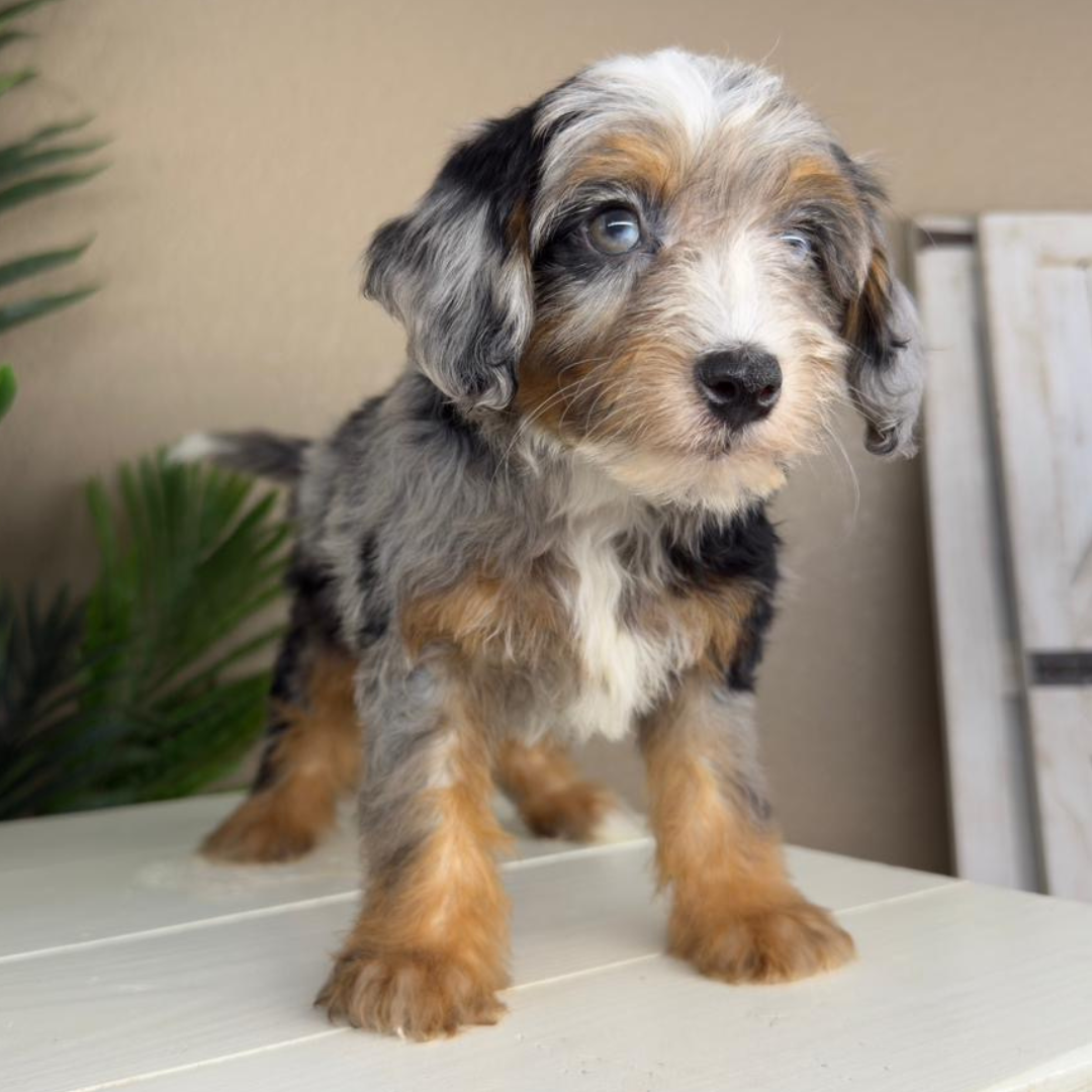 Merle-Micro-Bernedoodle