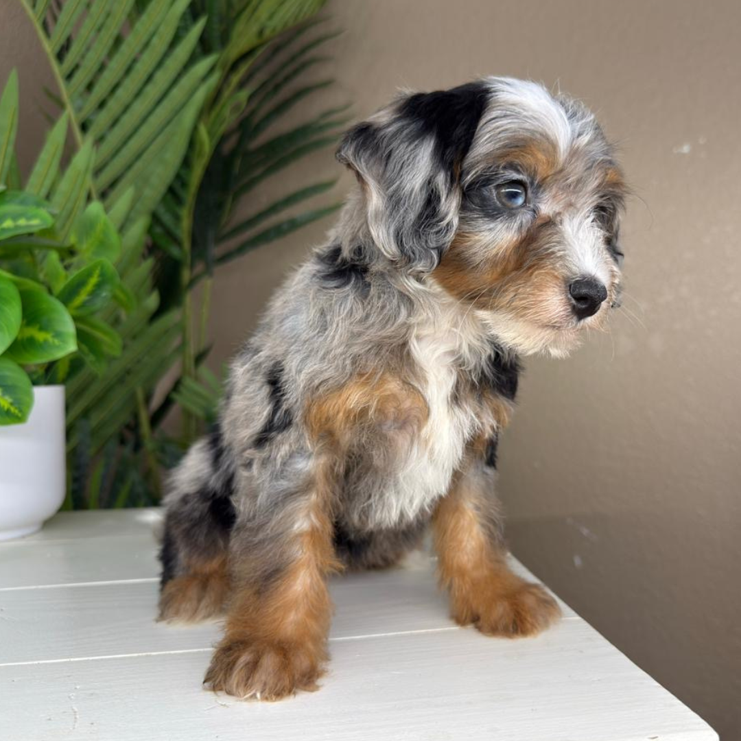 Merle-Micro-Bernedoodle