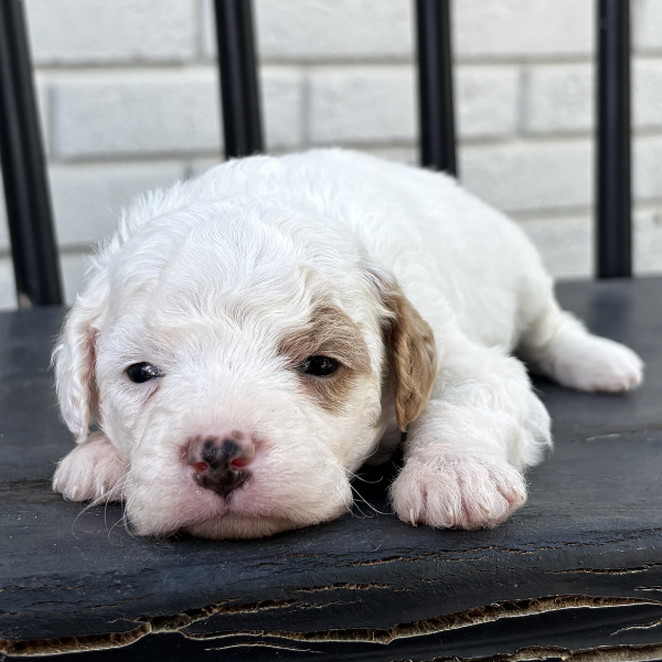 Best-Goldendoodle-Breeder