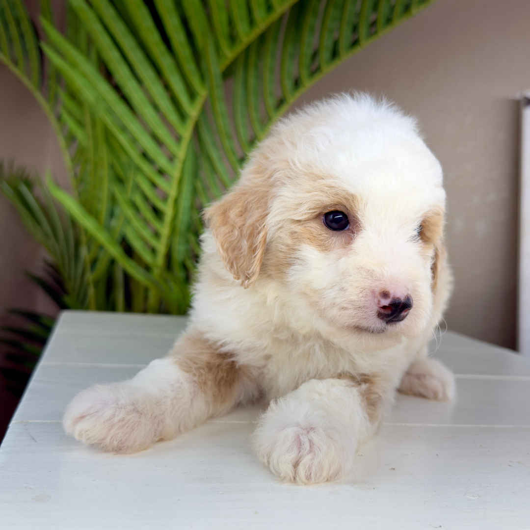 Micro-Bernedoodle