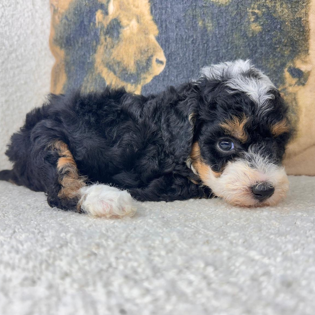 Micro-Bernedoodles