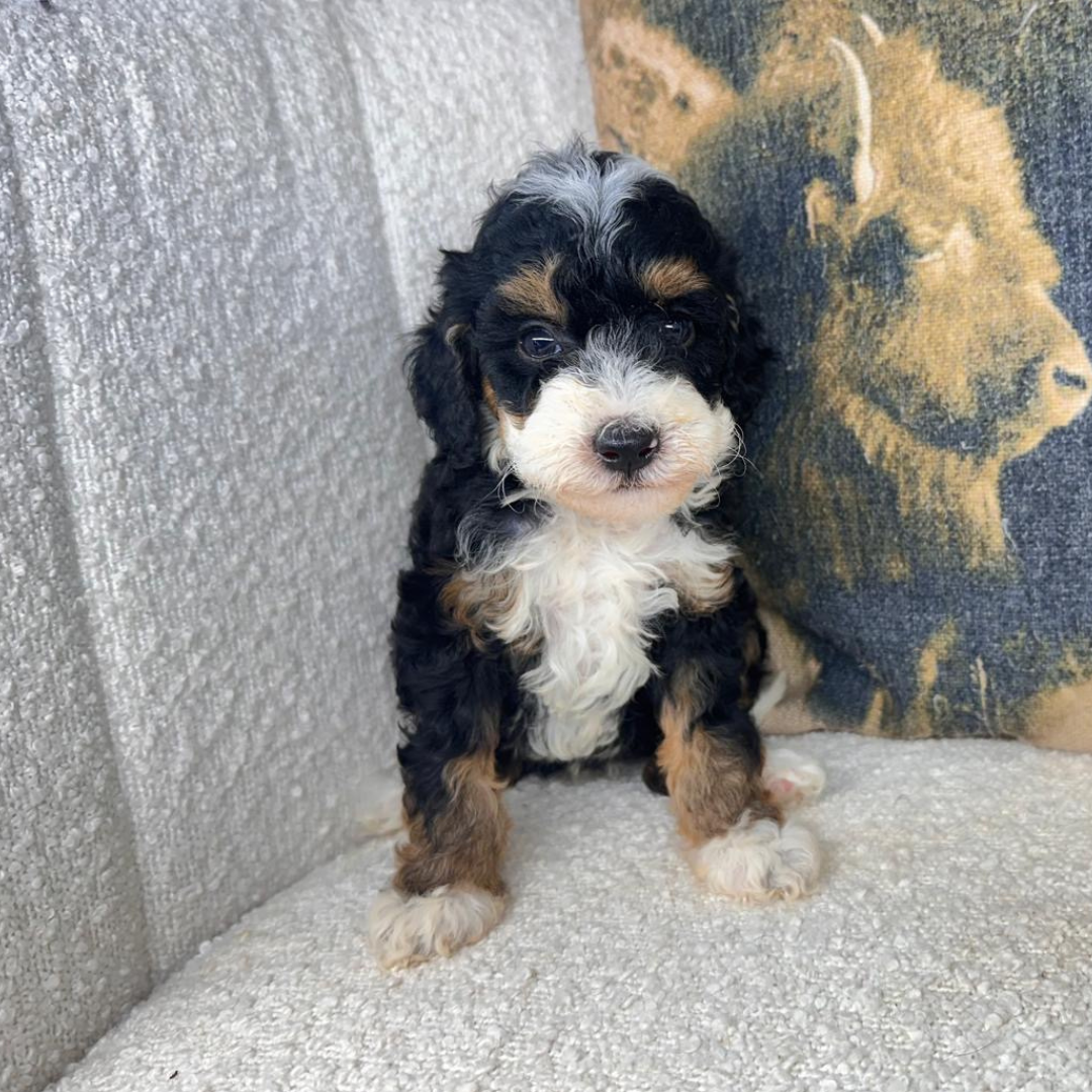 Micro-Bernedoodles