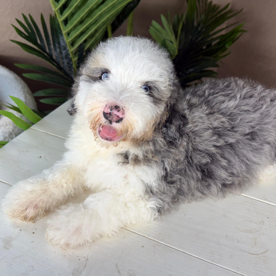 Merle-Bernedoodle-Puppy