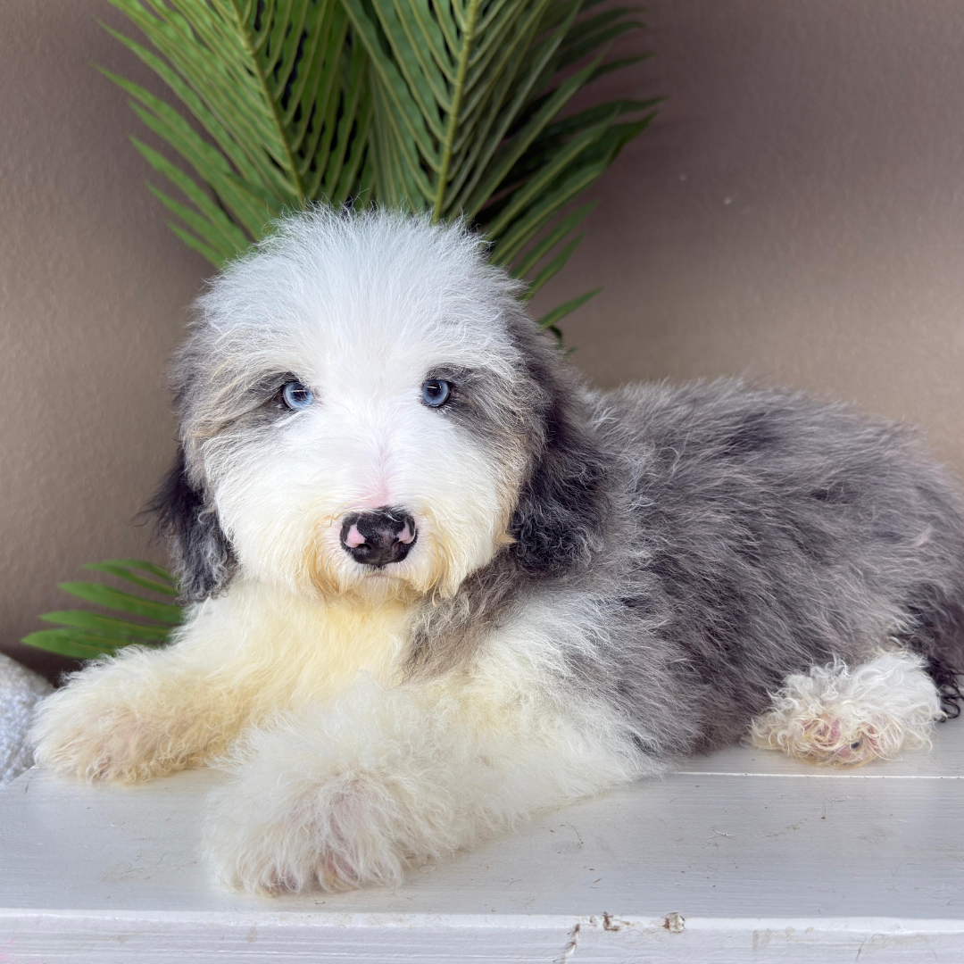 Merle-Micro-Bernedoodle