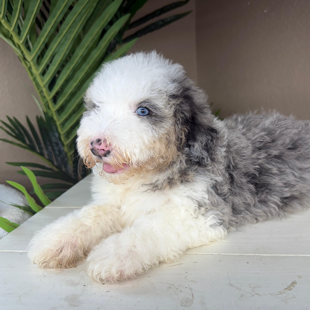 Merle-Bernedoodle-Puppy