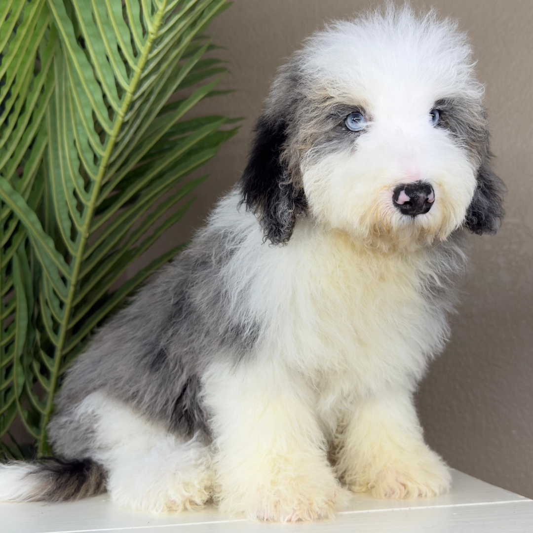 Merle-Micro-Bernedoodle