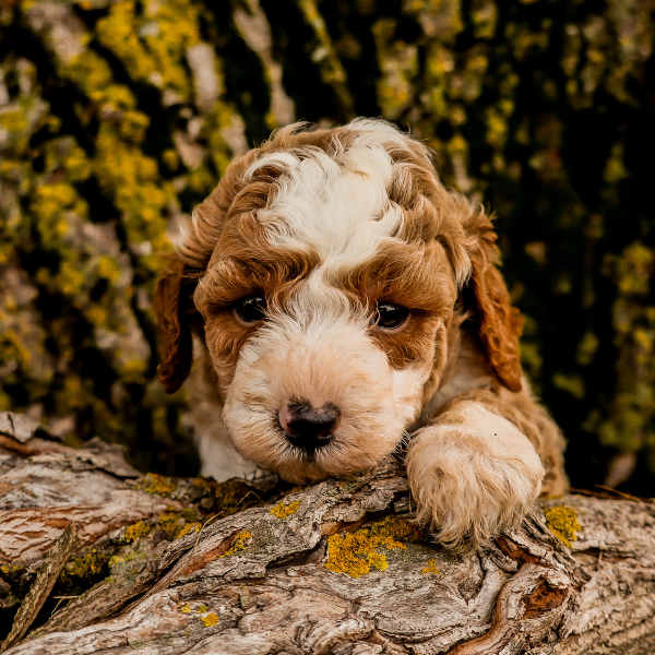 Red-Micro-Bernedoodle