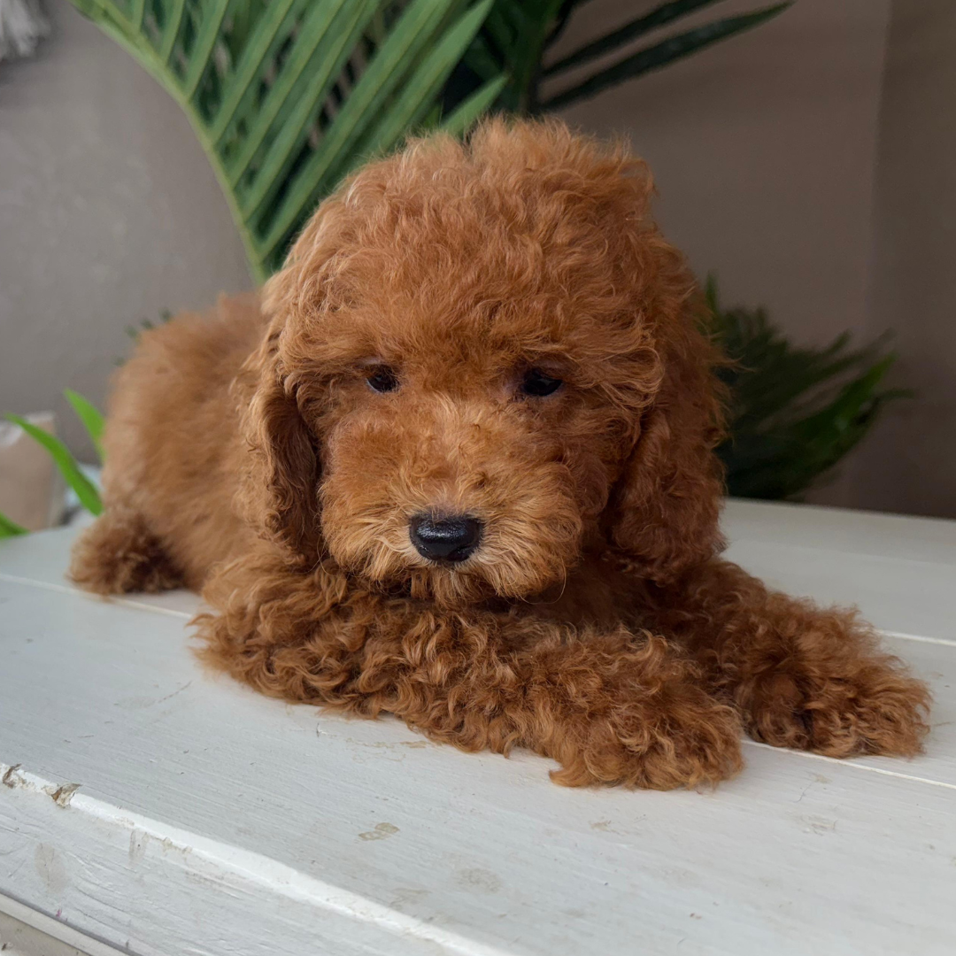 Micro-Goldendoodle-Puppy-For-Sale