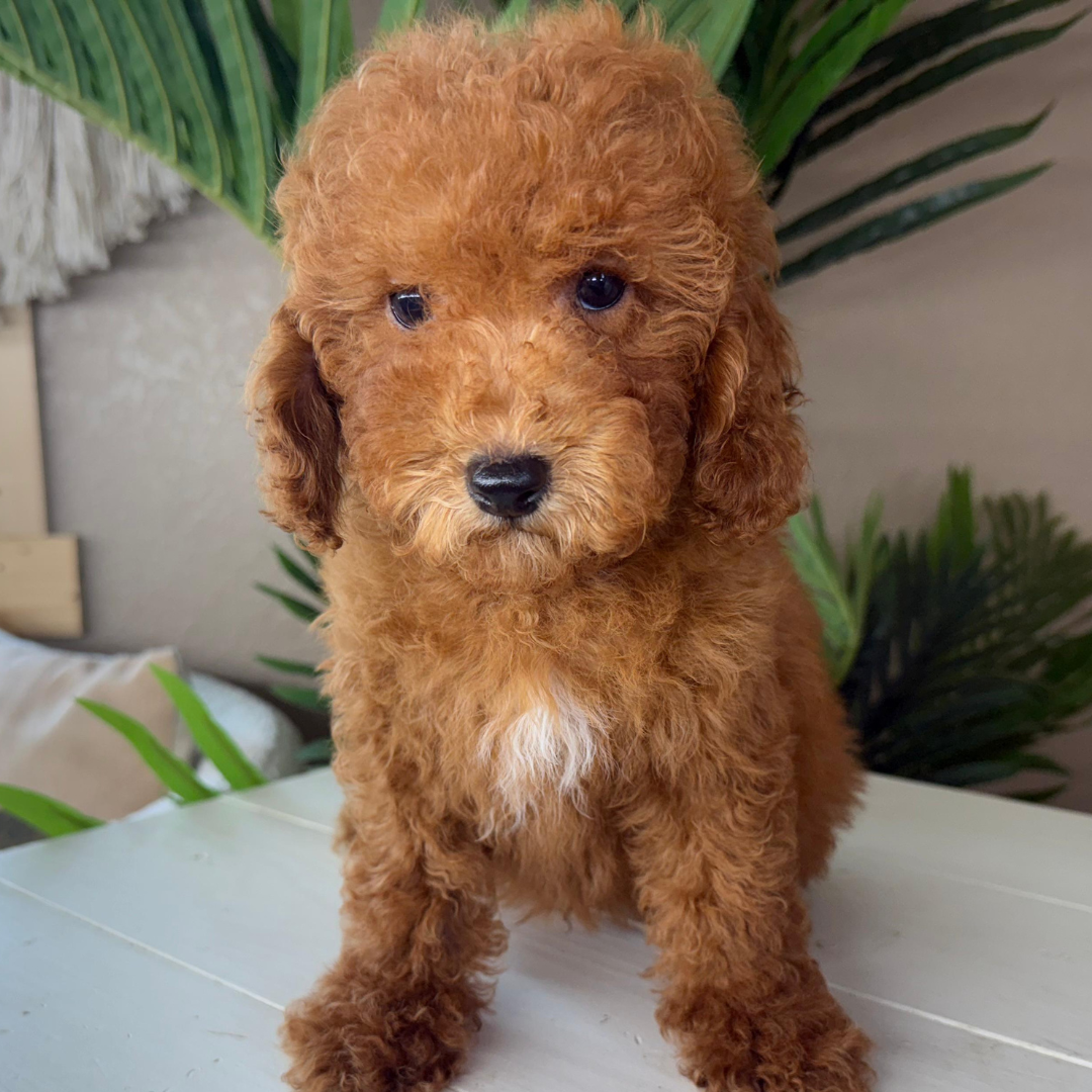 Micro-Goldendoodle-Puppy-For-Sale