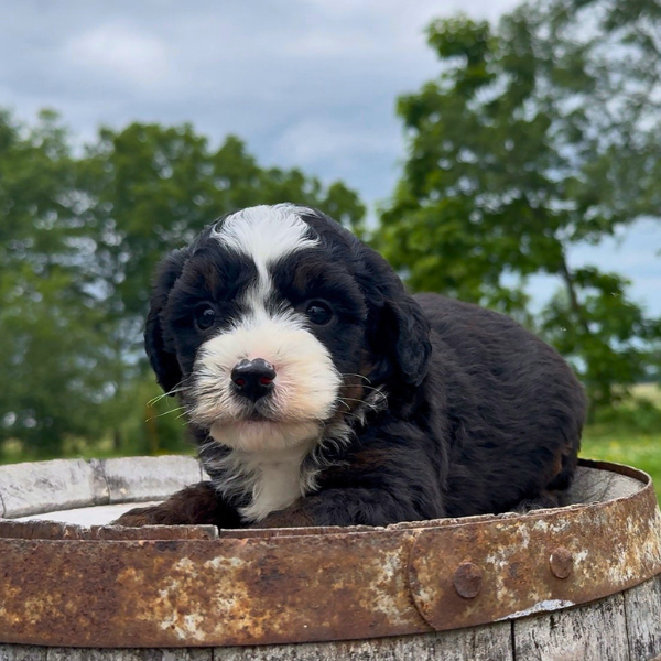 Tri-Color-Bernedoodle