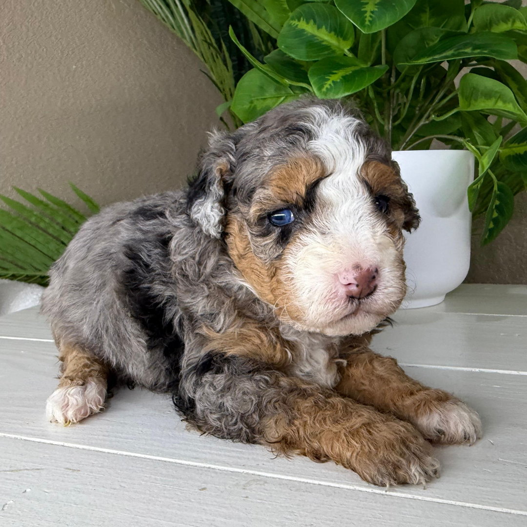 Merle-Micro-Bernedoodle