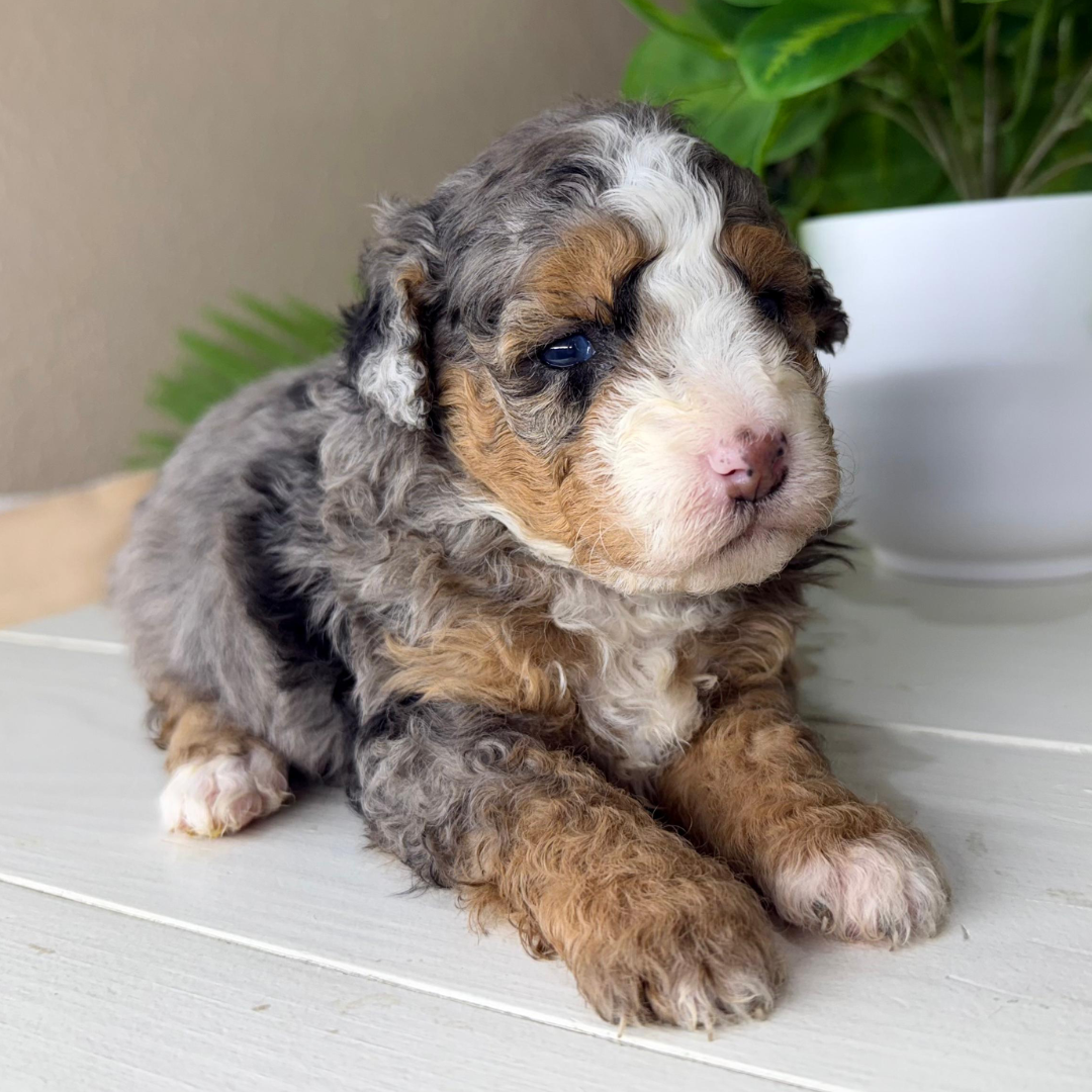 Merle-Micro-Bernedoodle