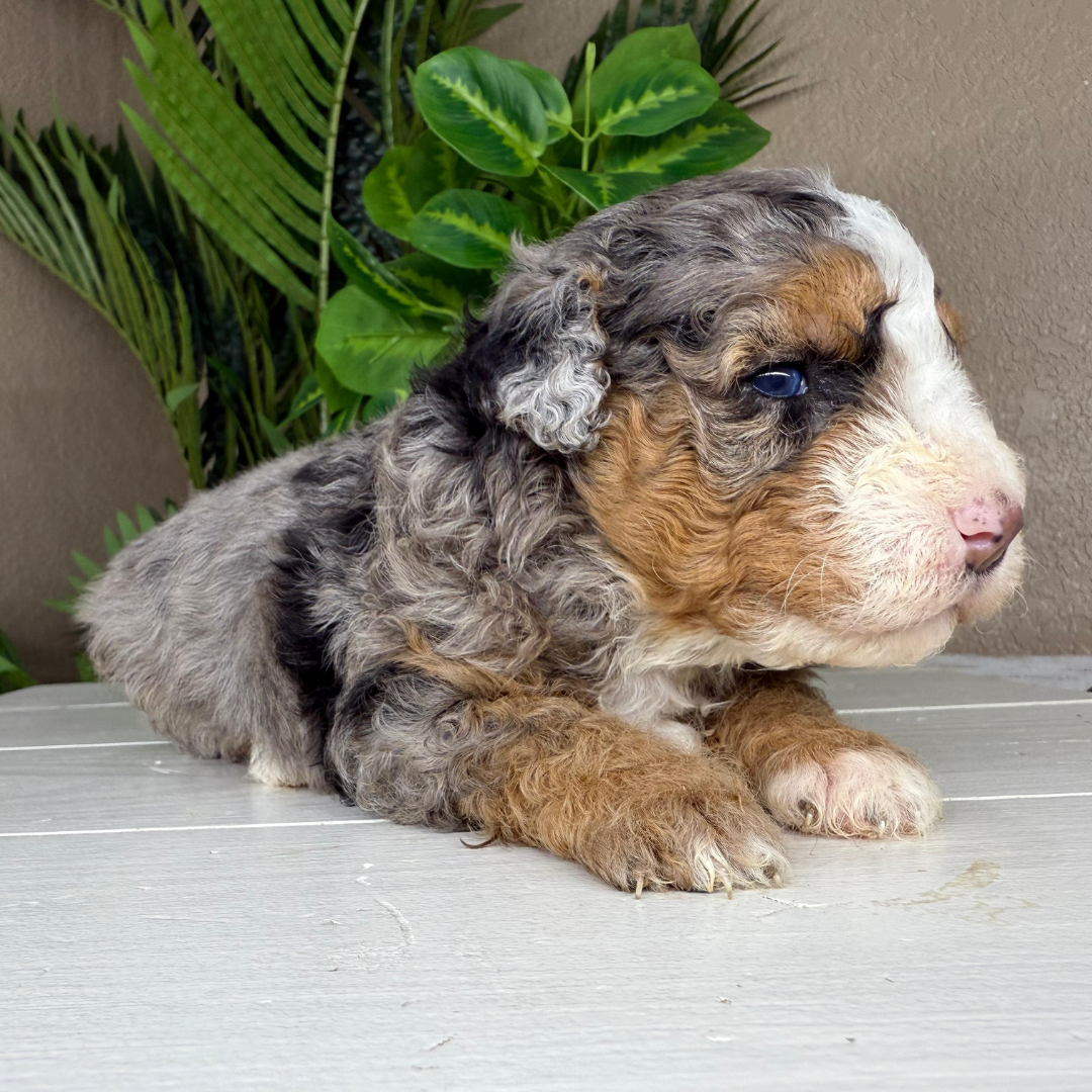 Merle-Micro-Bernedoodle