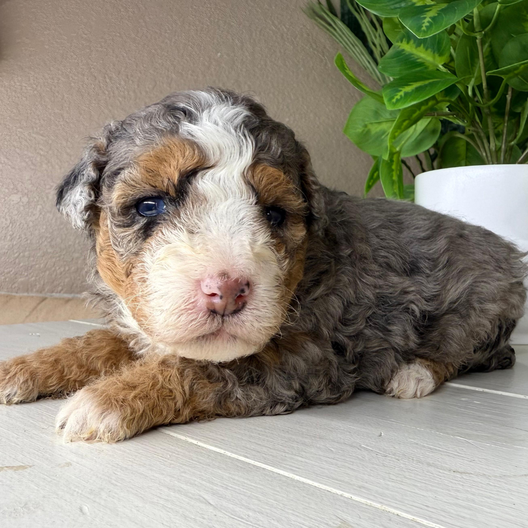 Merle-Micro-Bernedoodle