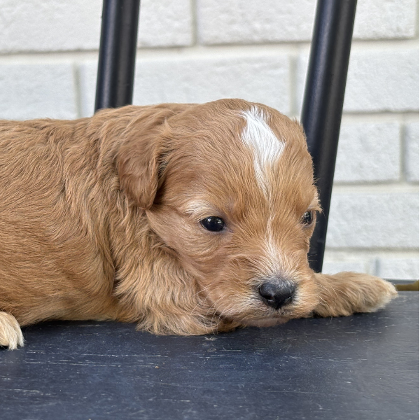 Goldendoodle-Puppy