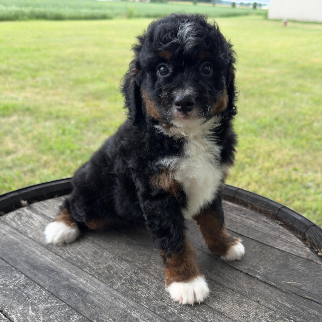 Micro-Bernedoodles