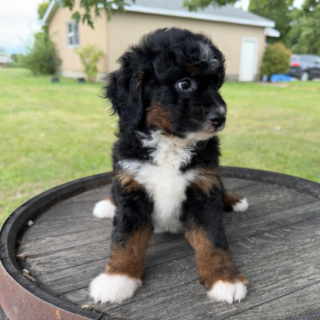 Micro-Bernedoodles