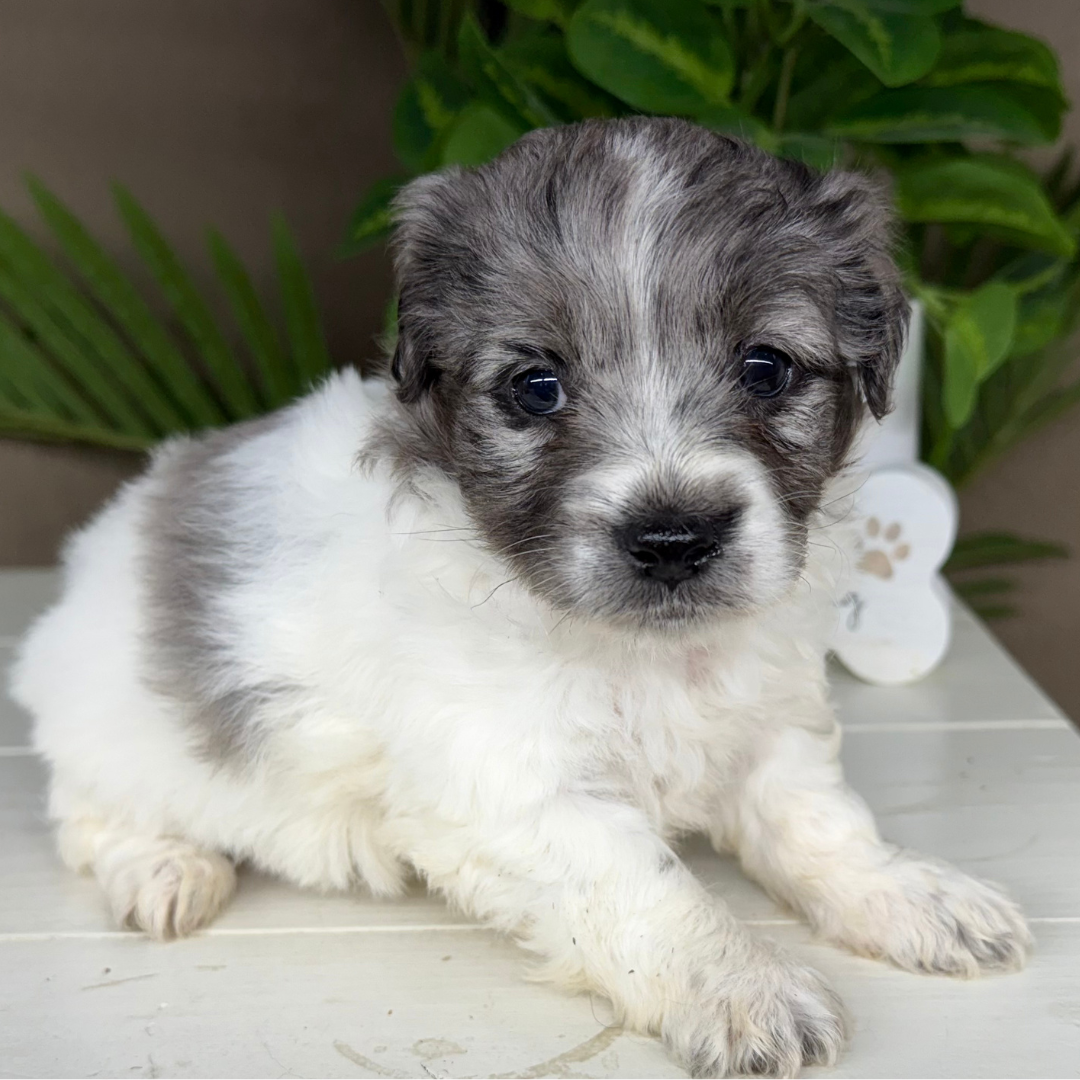 Micro-Goldendoodle-Puppy