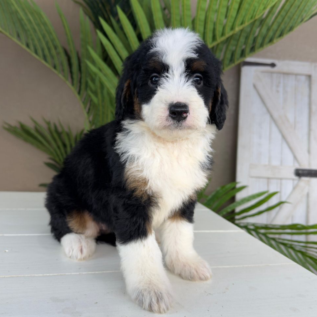 Tricolor-Bernedoodle