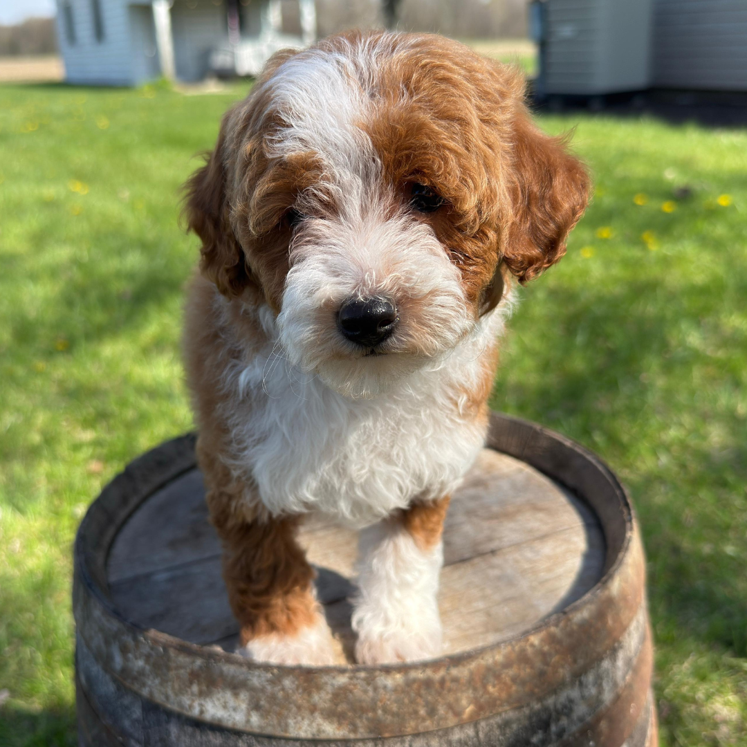 Stella