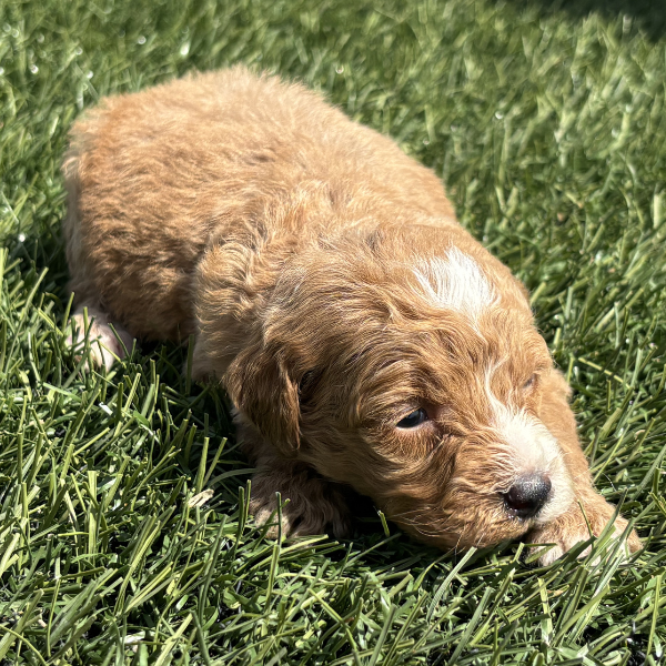 Goldendoodle-Pups