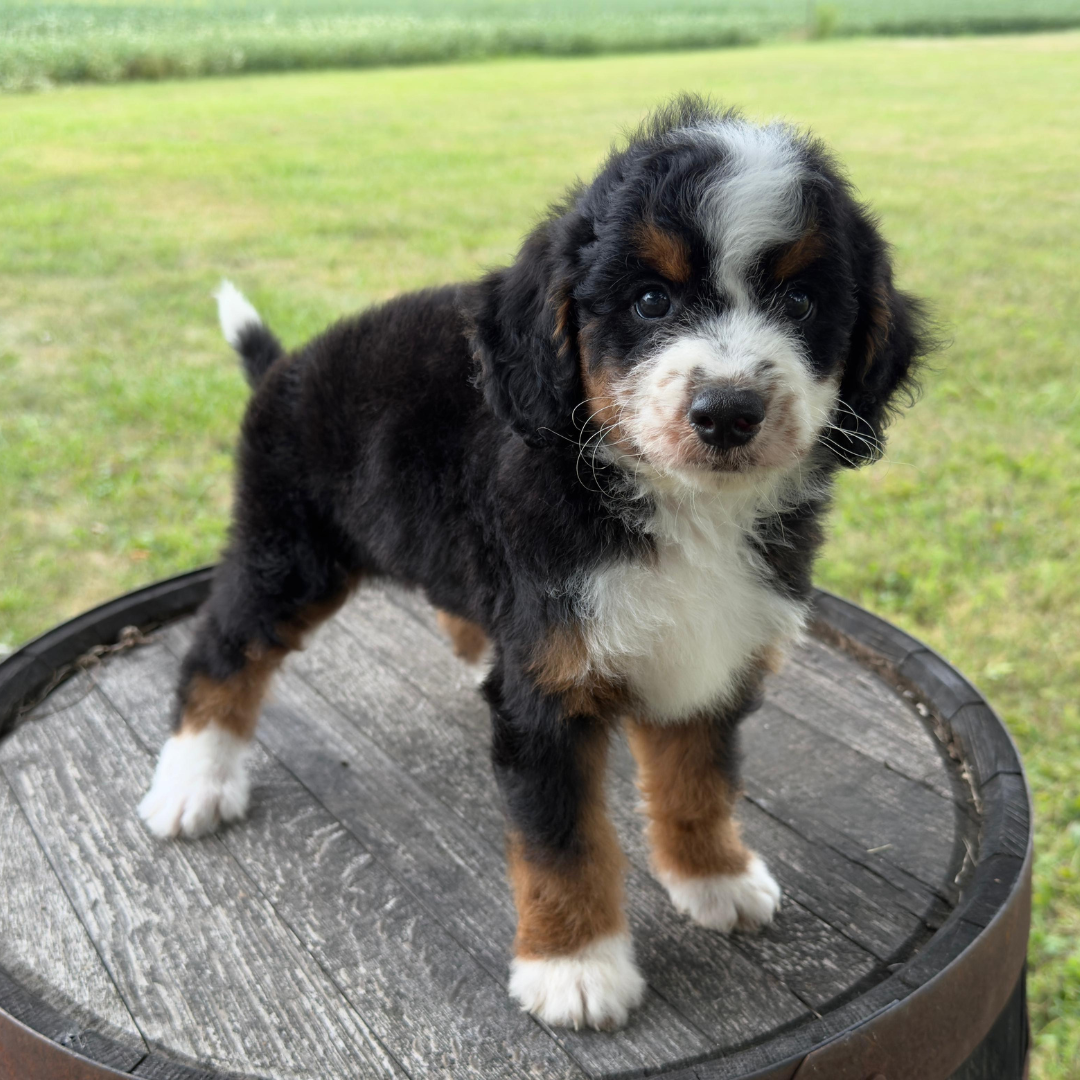Micro-Bernedoodles