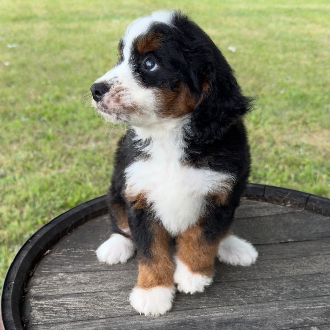Micro-Bernedoodles