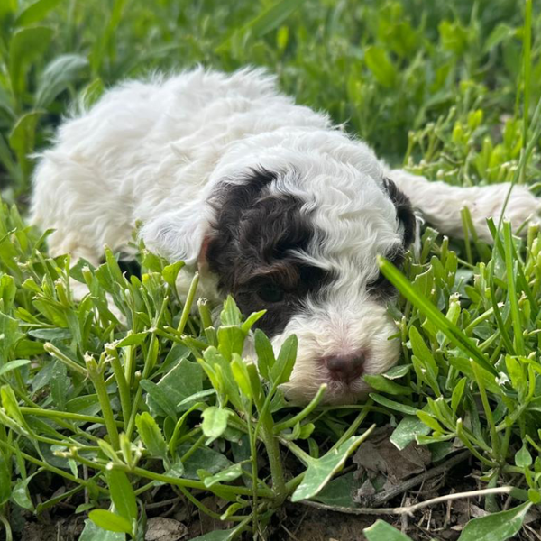 Micro-Bernedoodle