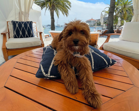 10 Reasons Why Dogs Make the Best Pets