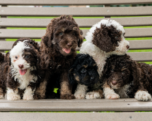 5 Things You Didn't Know About Bernedoodles