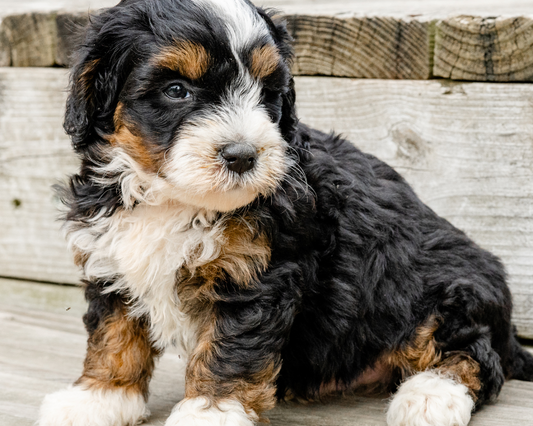 Adopting a Mini Bernedoodle: Finding the Perfect Breeder