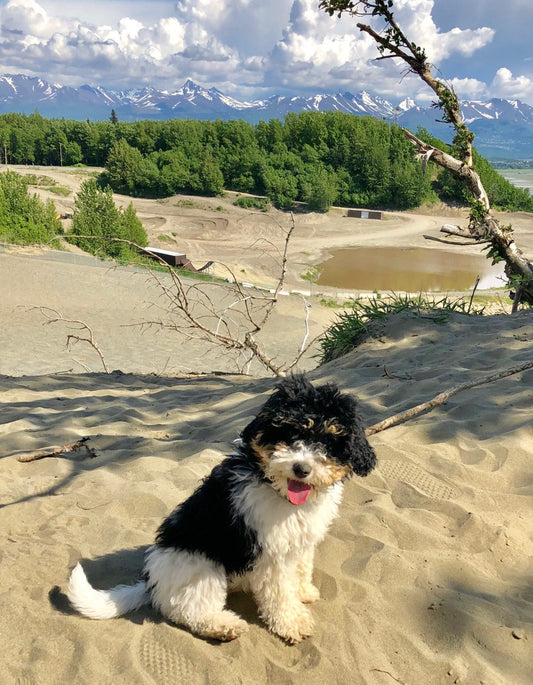 Look at this update of Bumble running the sand dunes in Alaska!