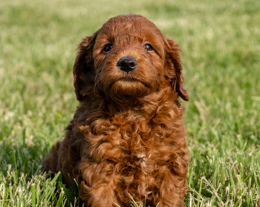 All Things Goldendoodle: From Puppyhood to Adulthood