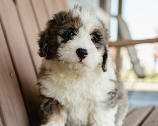 Allergies in Bernedoodles