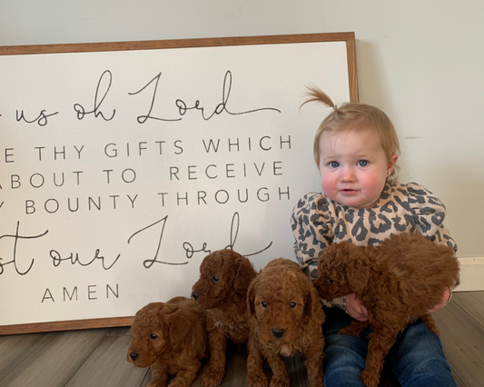 Alternative Exercise Options for Goldendoodles in Small Spaces