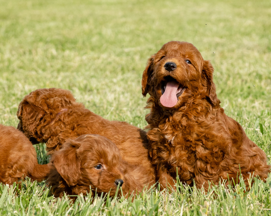 Alternative Therapies for Goldendoodle Wellness