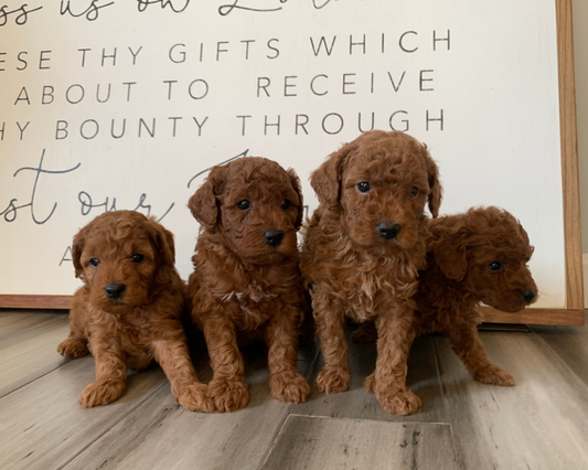 Apartment Living with Your Goldendoodle