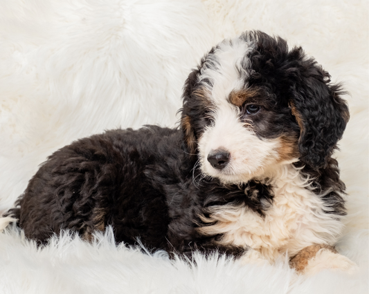 Are Bernedoodles Completely Hypoallergenic?