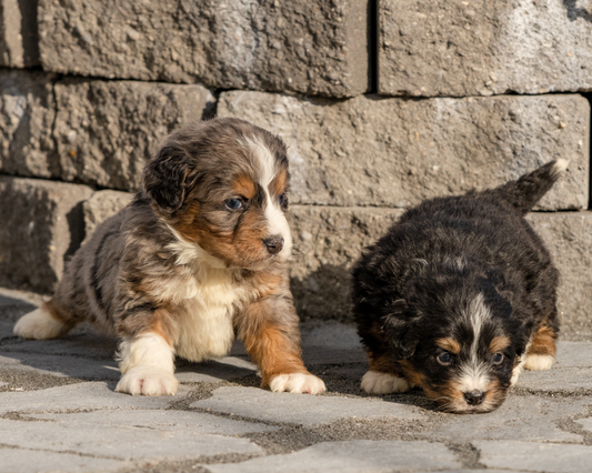 Are Blueberries Good for Dogs?